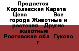Продаётся!     Королевская Карета › Цена ­ 300 000 - Все города Животные и растения » Другие животные   . Ростовская обл.,Гуково г.